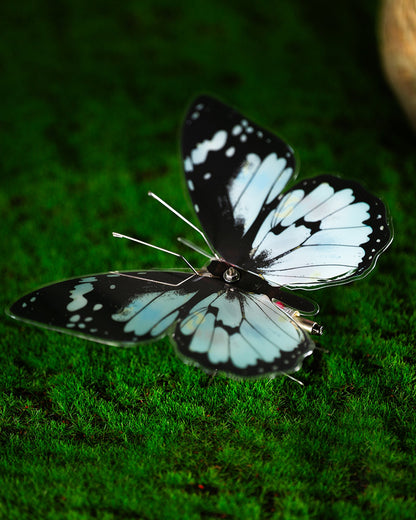 Vivillon -  Mostarle