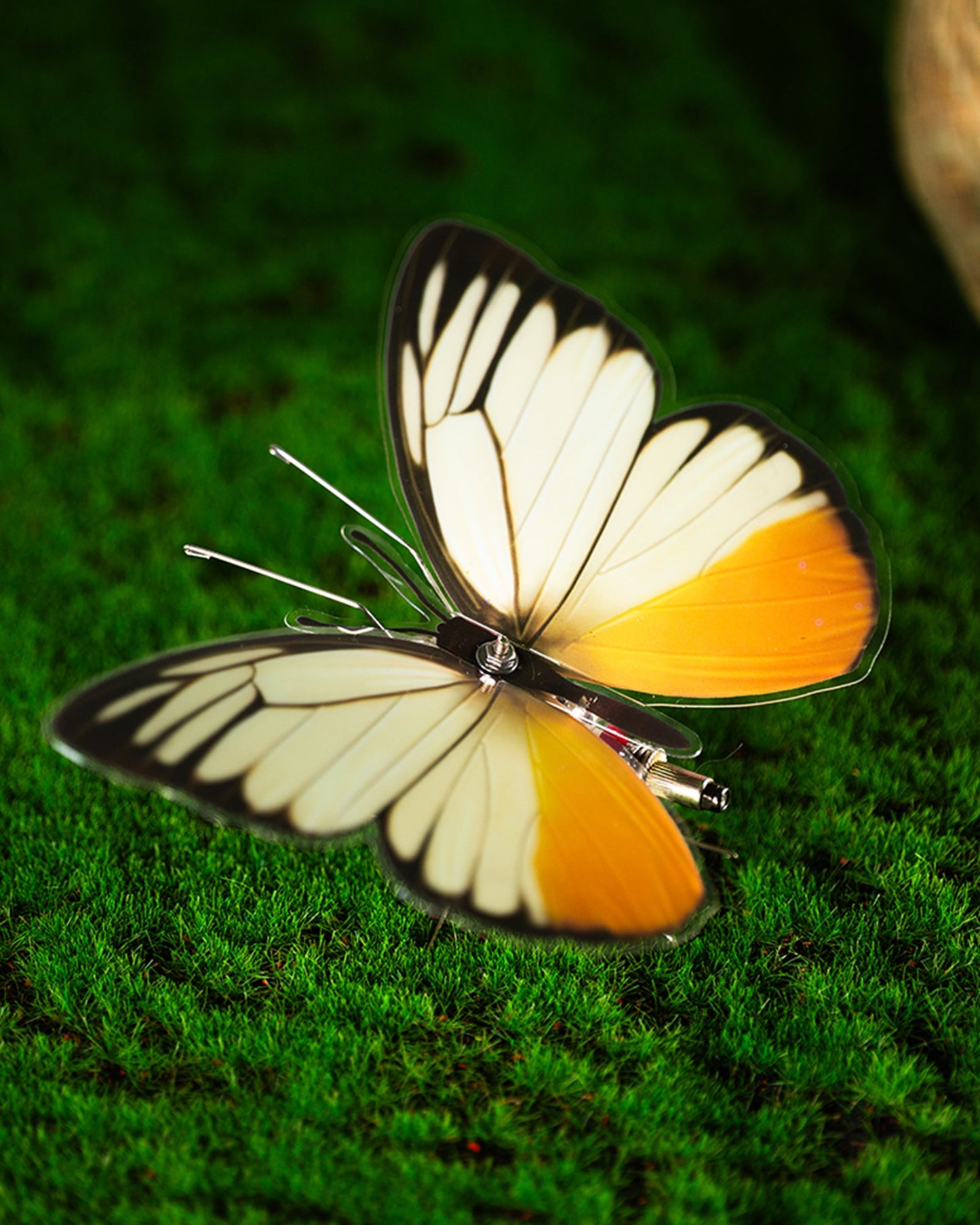 Vivillon -  Mostarle