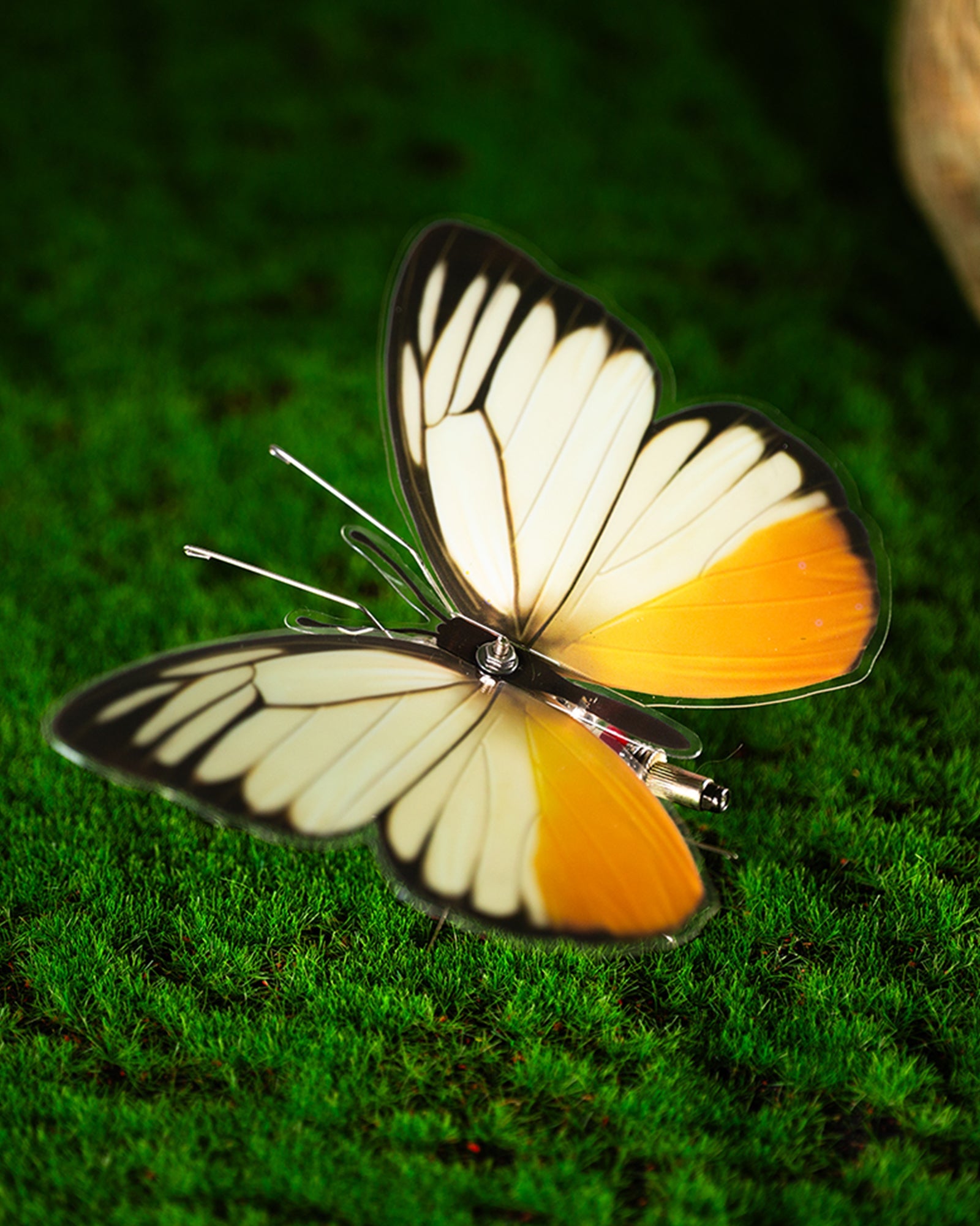 Vivillon -  Mostarle