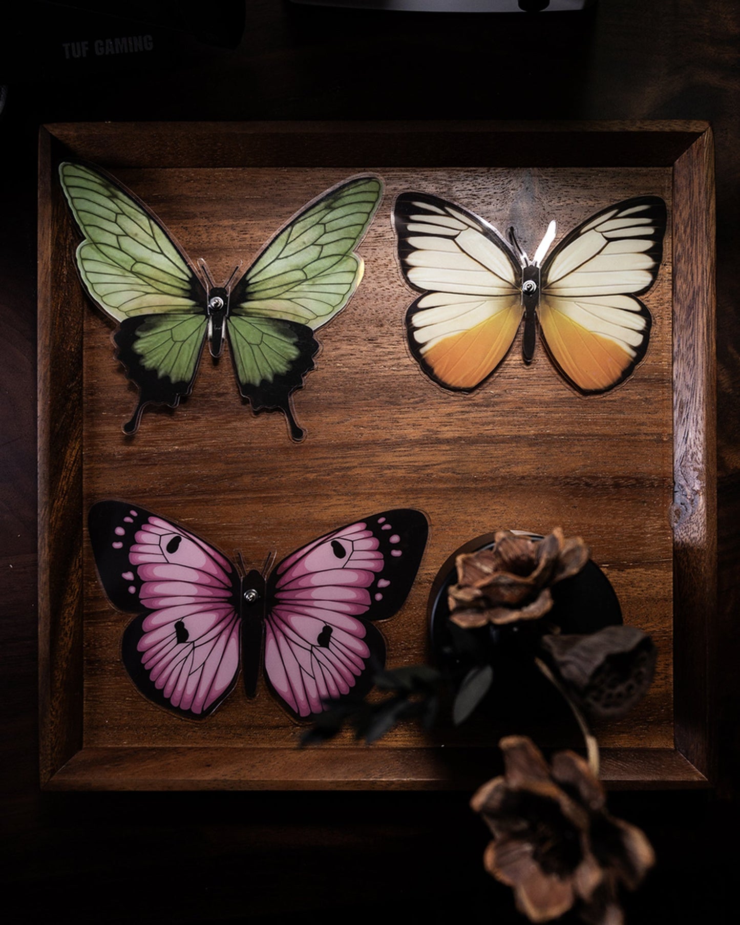 Vivillon -  Mostarle